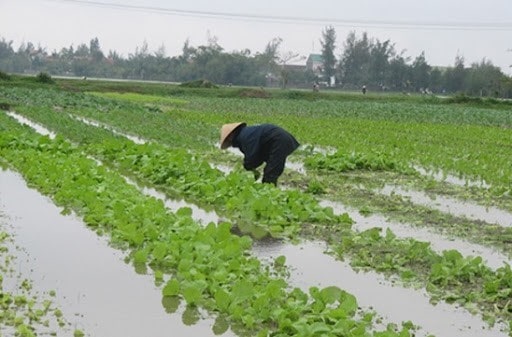 [GIẢI ĐÁP] Vì Sao Cây Ngập Úng Lâu Ngày Sẽ Chết? - Học Tập Việt Nam