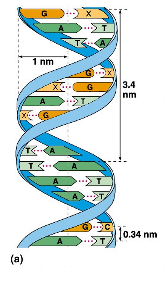 ADN được cấu tạo từ những loại nuclêôtít nào?
