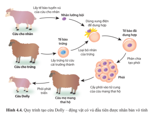 Cừu Dolly Được Sinh Ra Bằng Phương Pháp