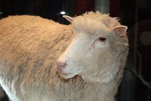 Cừu Dolly Được Sinh Ra Bằng Phương Pháp
