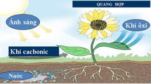 Sơ Đồ Tư Duy Quang Hợp Ở Thực Vật