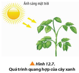 Sơ Đồ Tư Duy Quang Hợp Ở Thực Vật