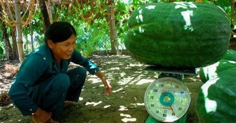 Cônsixin Thường Dùng Để Gây Đột Biến Ở Đâu