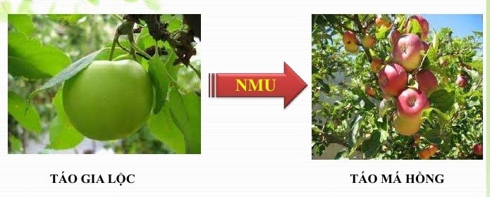 Cônsixin Thường Dùng Để Gây Đột Biến Ở Đâu