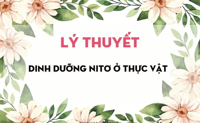Nguồn Cung Cấp Nito Chủ Yếu Cho Cây