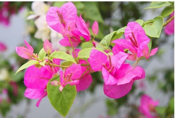 Giải Đáp] Tại Sao Hoa Giấy Không Ra Hoa?