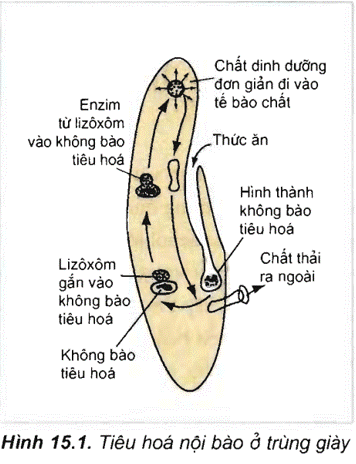 Tiêu Hóa Tại Đông Vật Bài 15