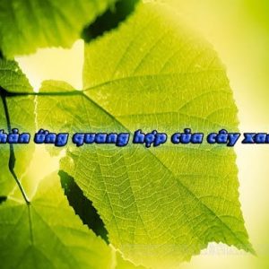 phuong trinh quang hop cua cay xanh.html 1 min