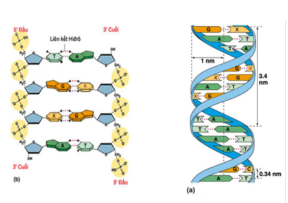 Mỗi Vòng Xoắn Của Adn Có Chứa Bao Nhiêu Nuclêôtit