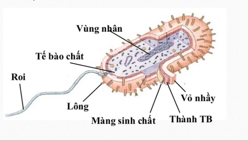 Chức Năng Của Vỏ Nhầy