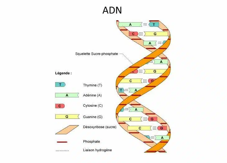 ADN Được Cấu Tạo Theo Nguyên Tắc Nào?