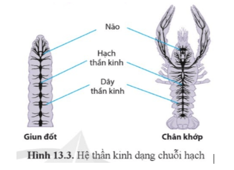 he than kinh dang chuoi hach co o 1 min