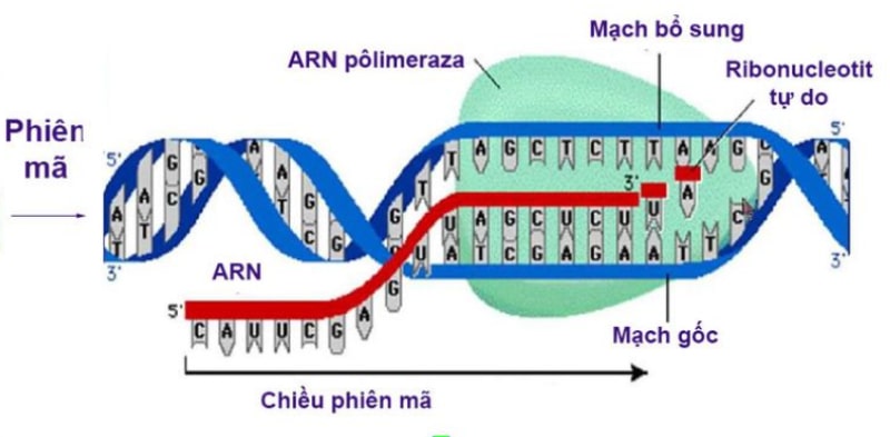 so do tu duy phien ma va dich ma 3 min